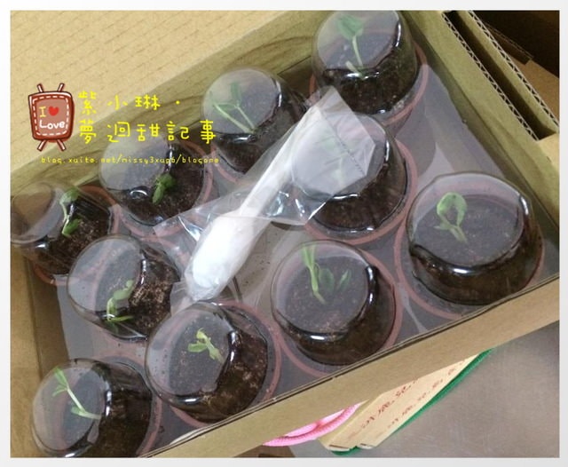 不乖，要你吃土!超療育的盆栽蛋糕。