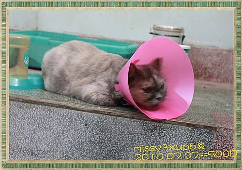 【傷心】桓爸的小老婆受傷了ＱＱ