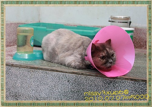 【傷心】桓爸的小老婆受傷了ＱＱ