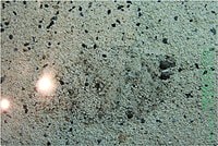 【遊記】花蓮行之遠雄海洋公園