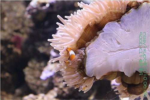 【遊記】花蓮行之遠雄海洋公園