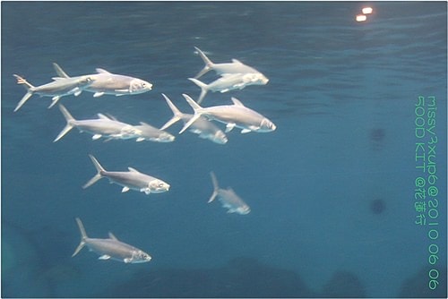 【遊記】花蓮行之遠雄海洋公園