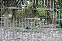 【遊記】花蓮行之新光兆豐農場