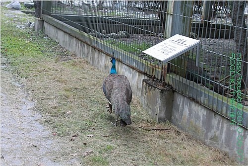 【遊記】花蓮行之新光兆豐農場