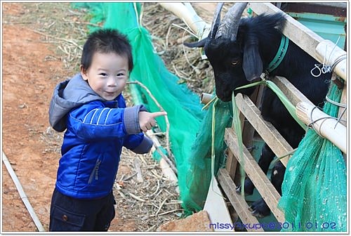 【桓兒】元旦假期之來去餵餵羊