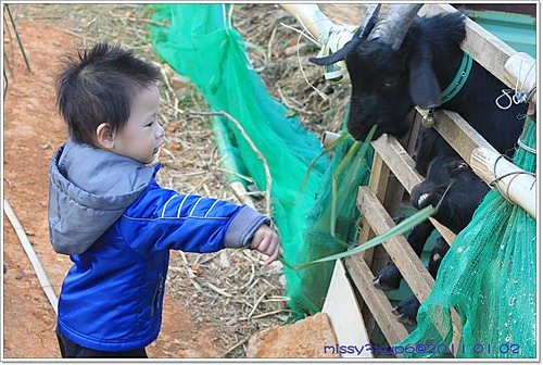 【桓兒】元旦假期之來去餵餵羊