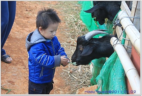 【桓兒】元旦假期之來去餵餵羊