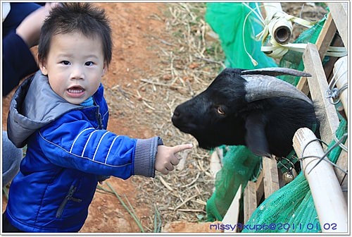 【桓兒】元旦假期之來去餵餵羊
