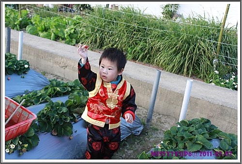 【遊記】農年初一內灣遊加採草莓去