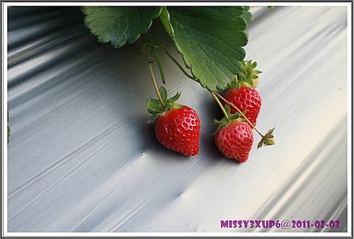 【遊記】農年初一內灣遊加採草莓去