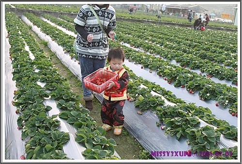 【遊記】農年初一內灣遊加採草莓去