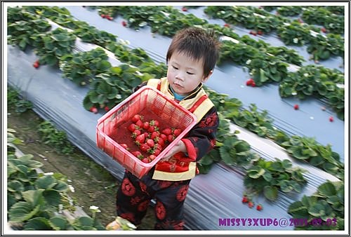 【遊記】農年初一內灣遊加採草莓去