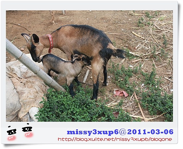 【桓兒】2y 生日快樂，慶生禮物快樂走走篇