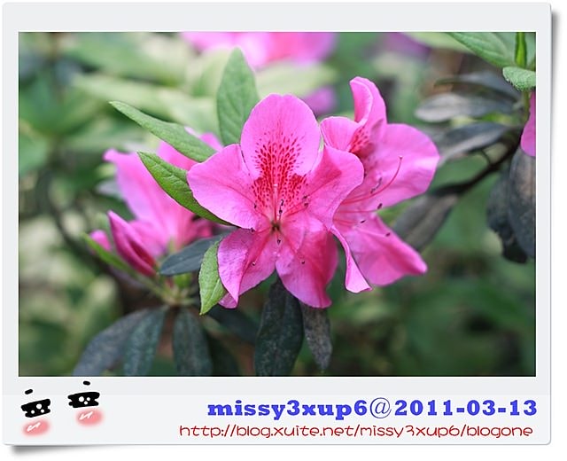 【遊記】我都腿軟了之十八尖山賞花季