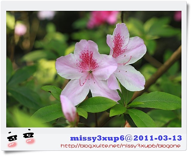 【遊記】我都腿軟了之十八尖山賞花季