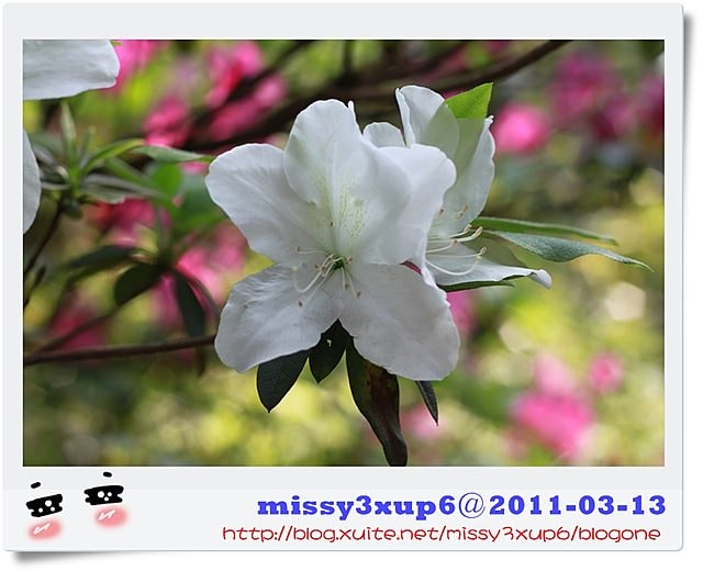 【遊記】我都腿軟了之十八尖山賞花季