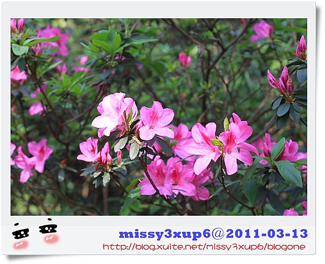 【遊記】我都腿軟了之十八尖山賞花季