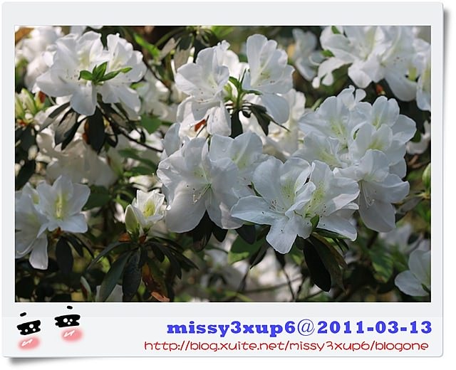 【遊記】我都腿軟了之十八尖山賞花季