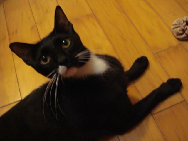 【節哀】20110515．可可好走