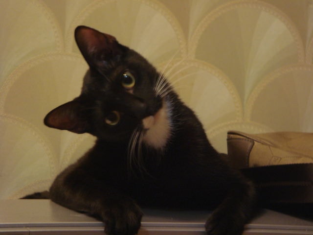 【節哀】20110515．可可好走