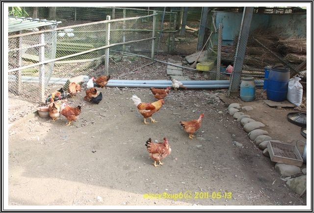 ２０１１.０５.１６遲了一步，來去客家大院賞五月雪。