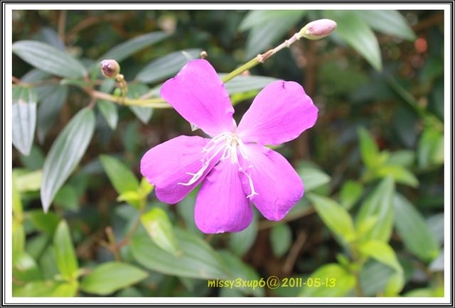 ２０１１.０５.１６遲了一步，來去客家大院賞五月雪。