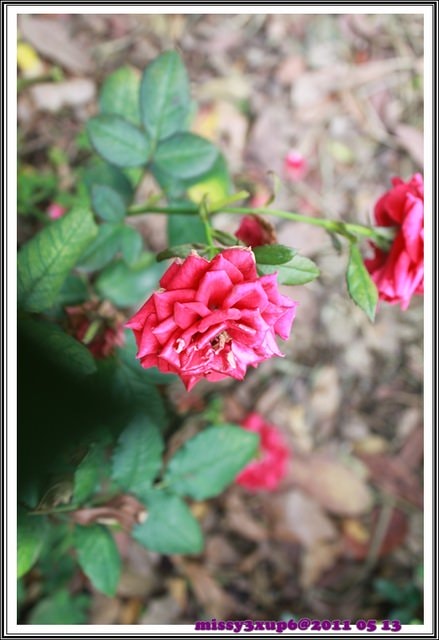 ２０１１.０５.１６遲了一步，來去客家大院賞五月雪。