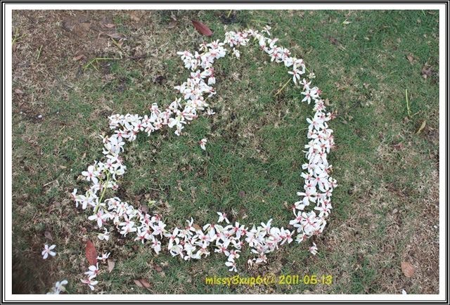 ２０１１.０５.１６遲了一步，來去客家大院賞五月雪。