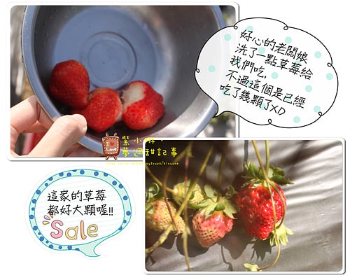 【play】2012.03 一年一度大湖採草莓去~