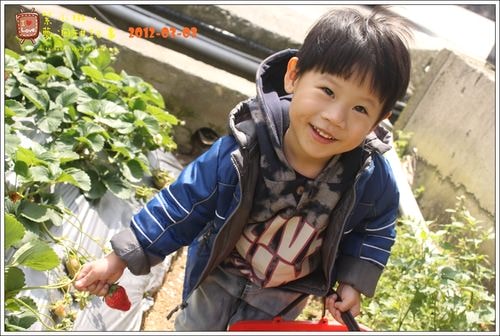 【play】2012.03 一年一度大湖採草莓去~