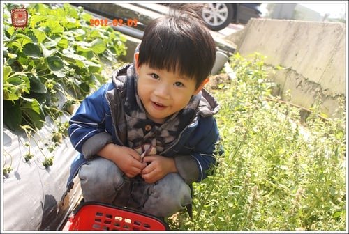 【play】2012.03 一年一度大湖採草莓去~