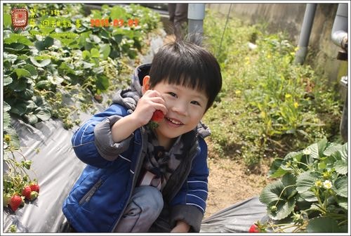 【play】2012.03 一年一度大湖採草莓去~