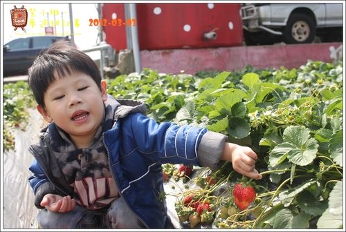 【play】2012.03 一年一度大湖採草莓去~