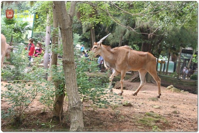 新竹動物園，草地散步去~桓3y2M愷1y6m
