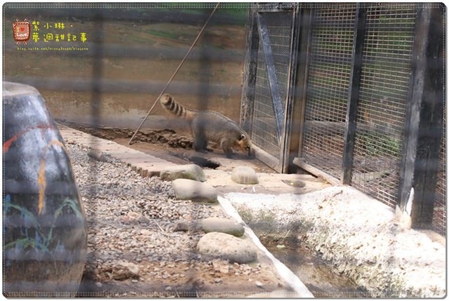 新竹動物園，草地散步去~桓3y2M愷1y6m