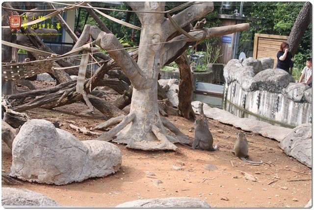 新竹動物園，草地散步去~桓3y2M愷1y6m