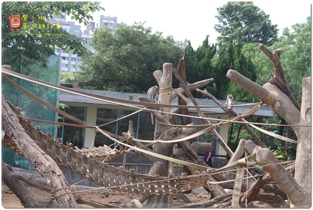 新竹動物園，草地散步去~桓3y2M愷1y6m