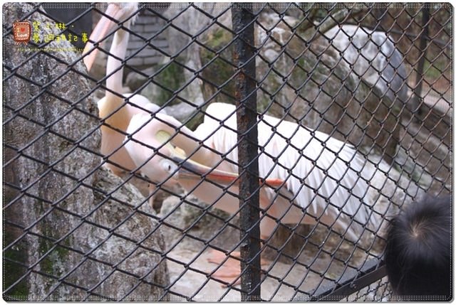 新竹動物園，草地散步去~桓3y2M愷1y6m