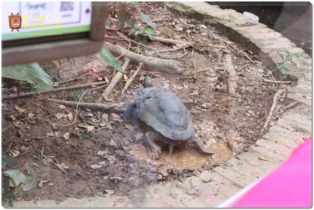新竹動物園，草地散步去~桓3y2M愷1y6m