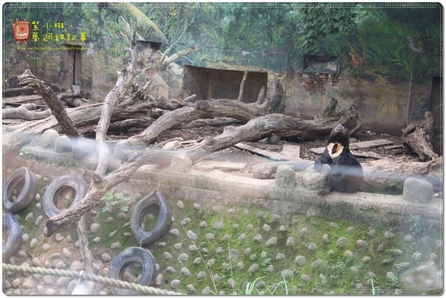 新竹動物園，草地散步去~桓3y2M愷1y6m