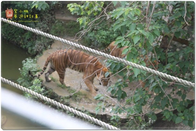 新竹動物園，草地散步去~桓3y2M愷1y6m