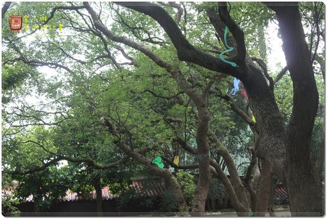 新竹動物園，草地散步去~桓3y2M愷1y6m