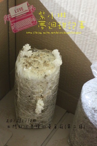 好好玩的種香菇 豐年農場+就是菇