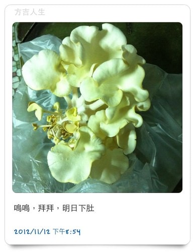 好好玩的種香菇 豐年農場+就是菇