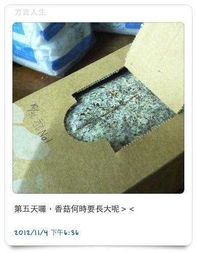 好好玩的種香菇 豐年農場+就是菇