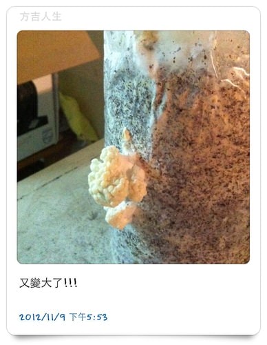 好好玩的種香菇 豐年農場+就是菇