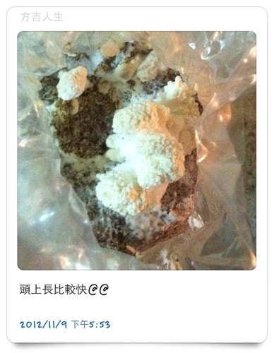 好好玩的種香菇 豐年農場+就是菇