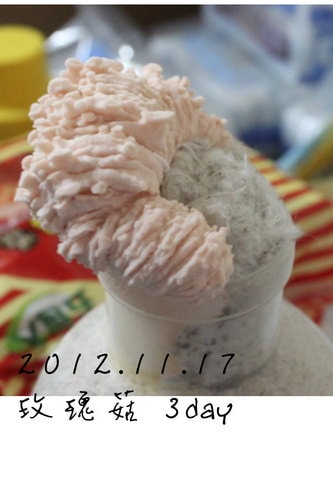 好好玩的種香菇 豐年農場+就是菇