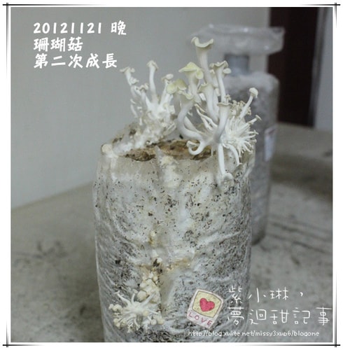 好好玩的種香菇 豐年農場+就是菇