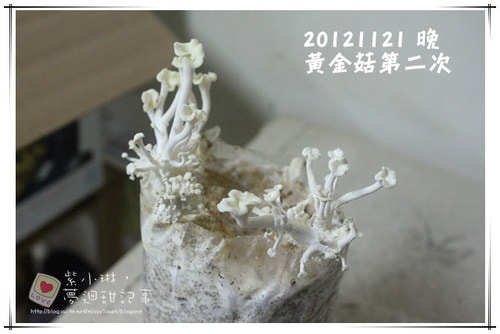 好好玩的種香菇 豐年農場+就是菇